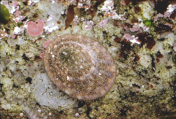 Collisella limatula